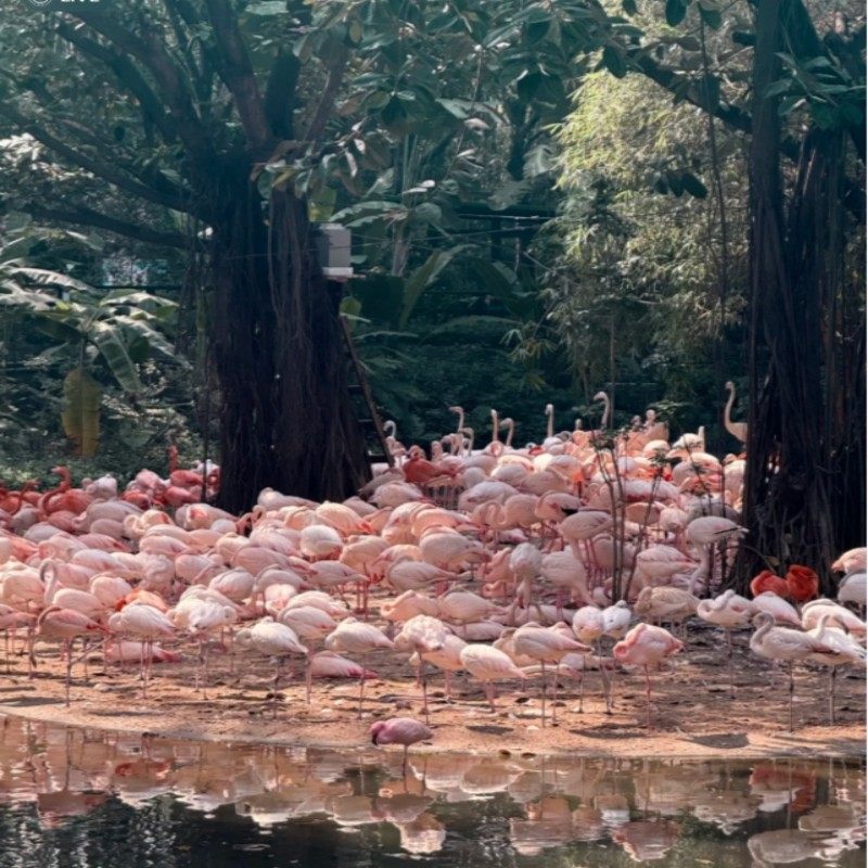 广州番禺温德姆花园酒店/豪华大床+长隆野生动物园+长隆欢乐世界3天2晚