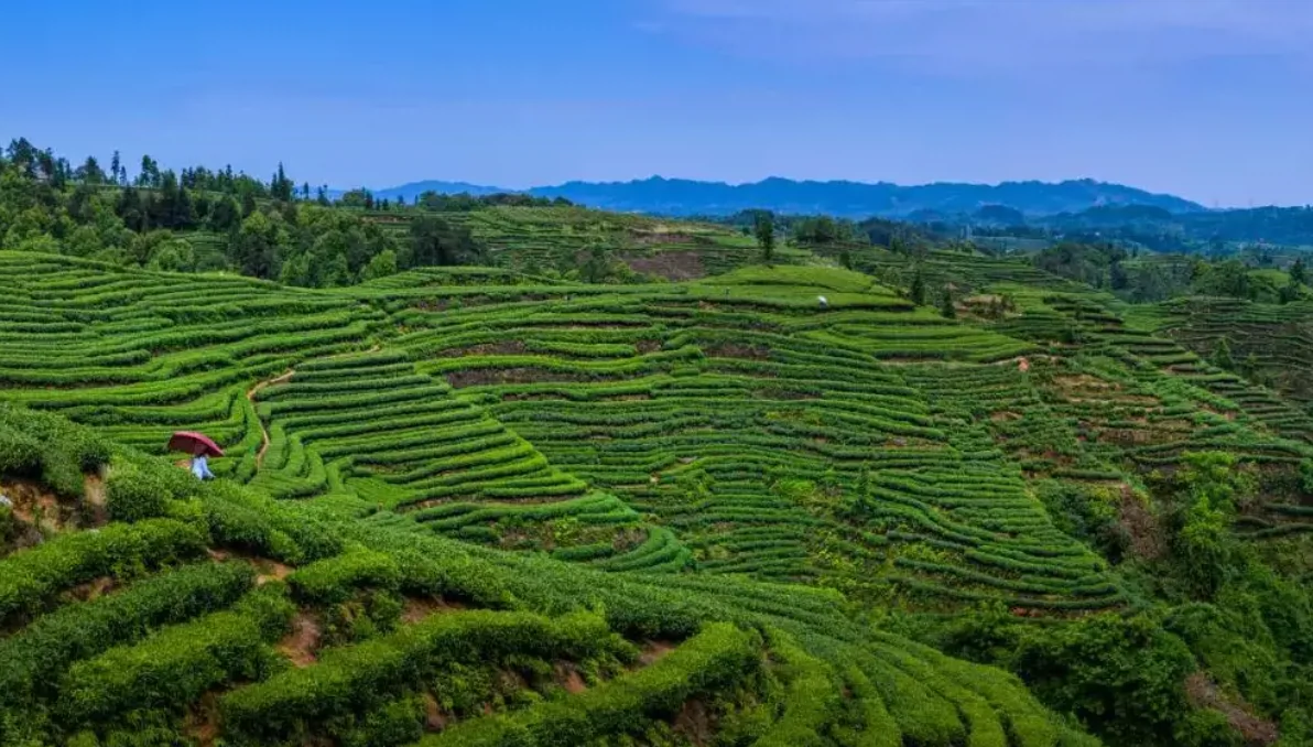 蒙顶山国家茶叶公园图片