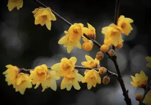 蜡梅飘香图片