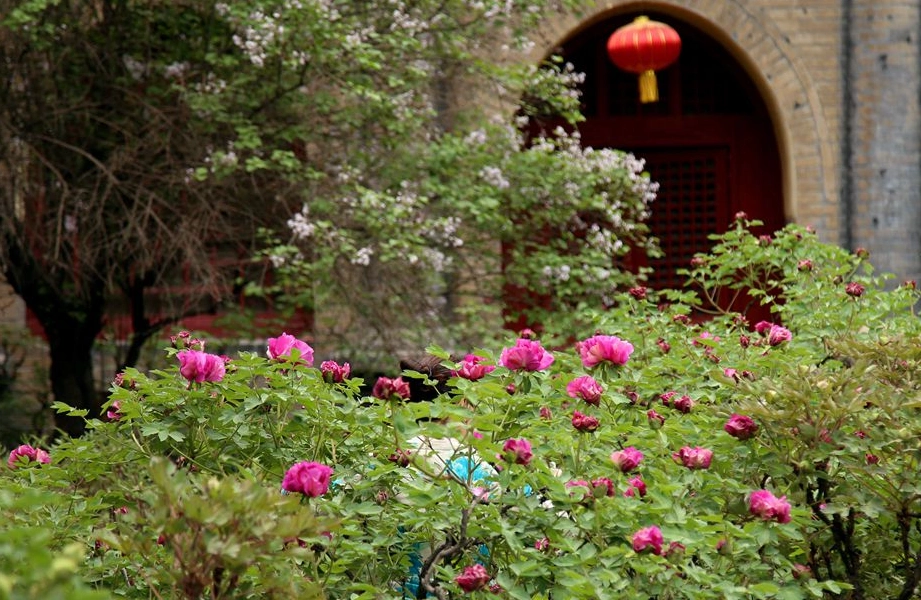 永祚寺-牡丹图片展图片