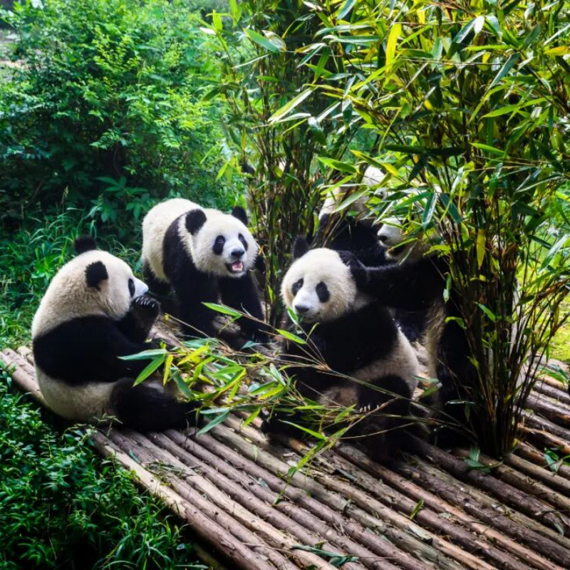 Y【3日慢行记】成都自由行/成都春熙路希尔顿欢朋酒店+熊猫研究地基/多酒店选