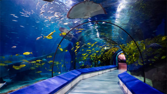 壁纸 海底 海底世界 海洋馆 水族馆 570_321