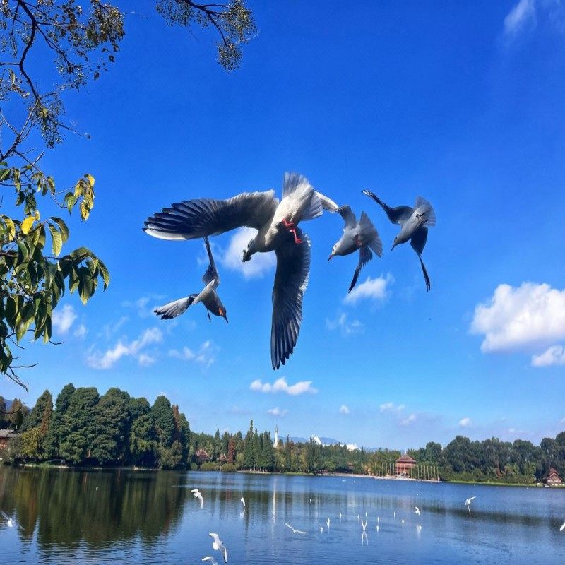 元旦春节假期可定 云南大理自由行1-5日 大理洱海希尔顿惠庭酒店 4晚5日 可选其他酒店
