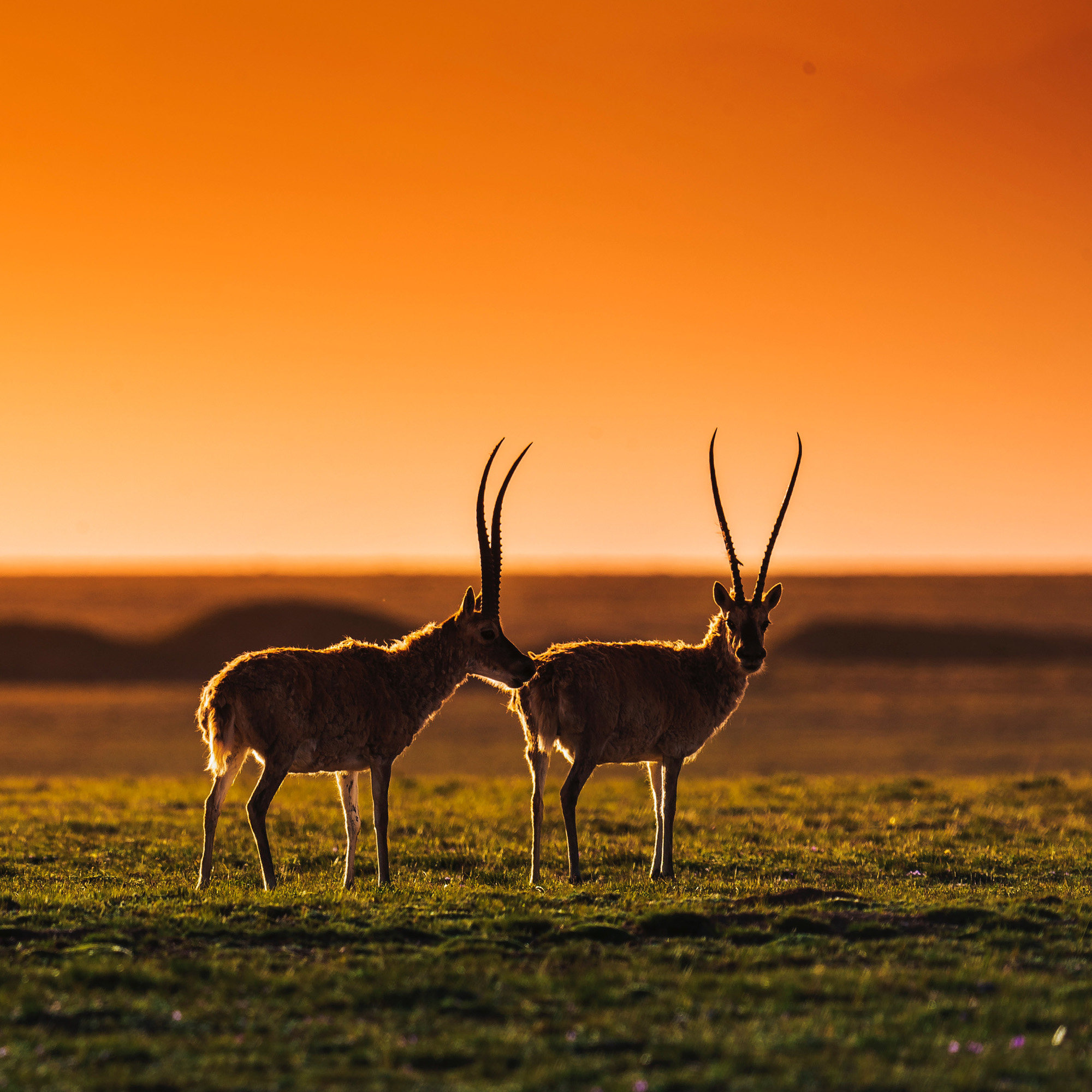 【网红可可西里8日游】纯玩青海甘肃敦煌沙漠西北旅游青甘大环线