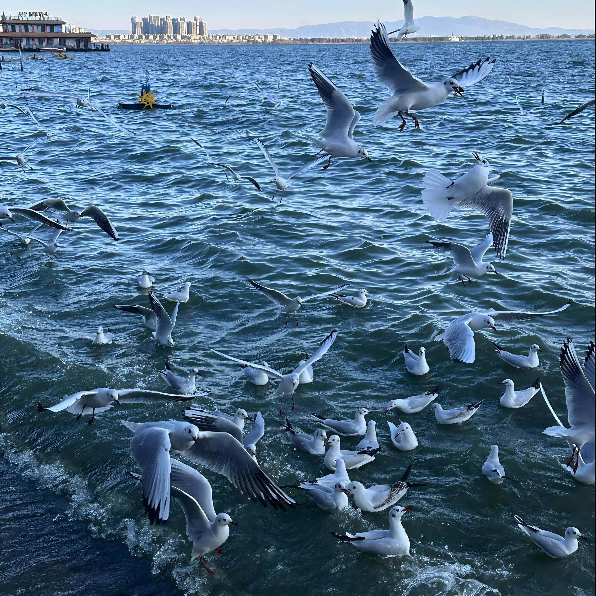 大连海景度假酒店住宿+老虎滩海洋公园门票