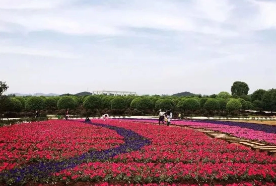 四季花海(紫溪村)图片