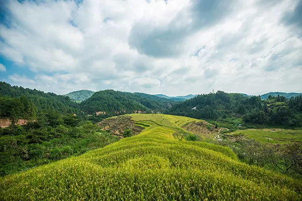 田园梅畲图片