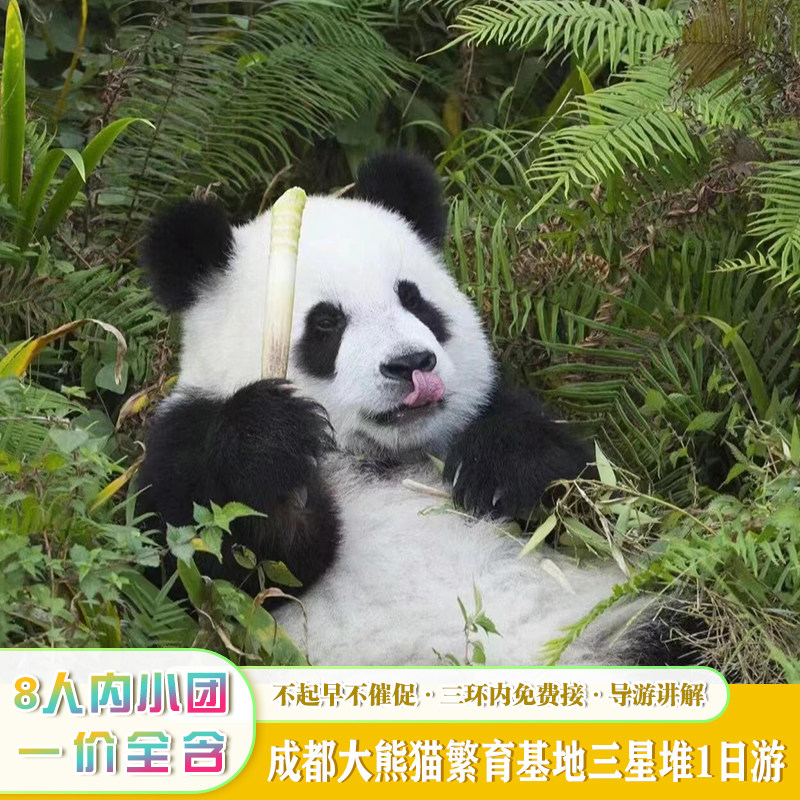 私家团成都大熊猫基地三星堆博物馆1日游 - 定制游预订
