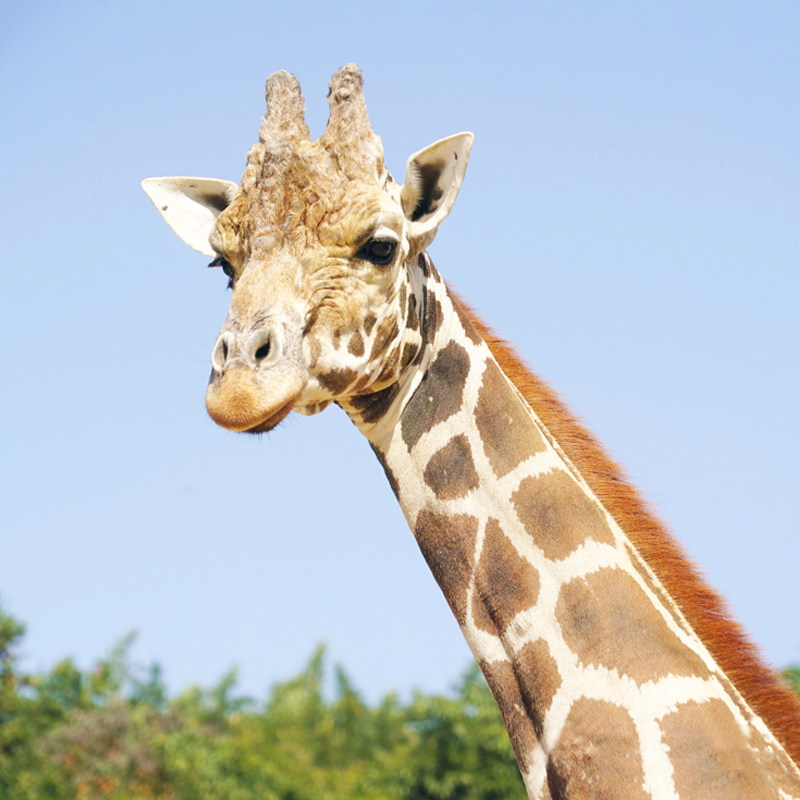 富阳曙光薇酒店双人野生动物世界森泊水乐园宋城千古情