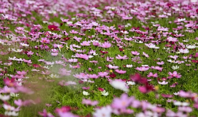 四季花田图片