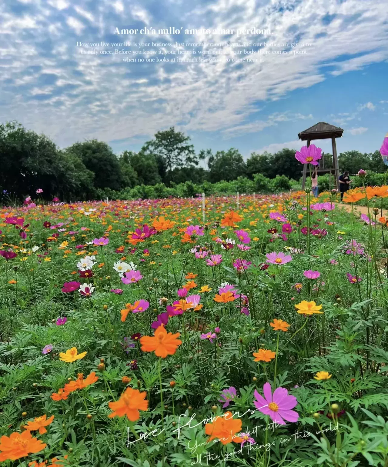 柳州以夏之名露营基地图片