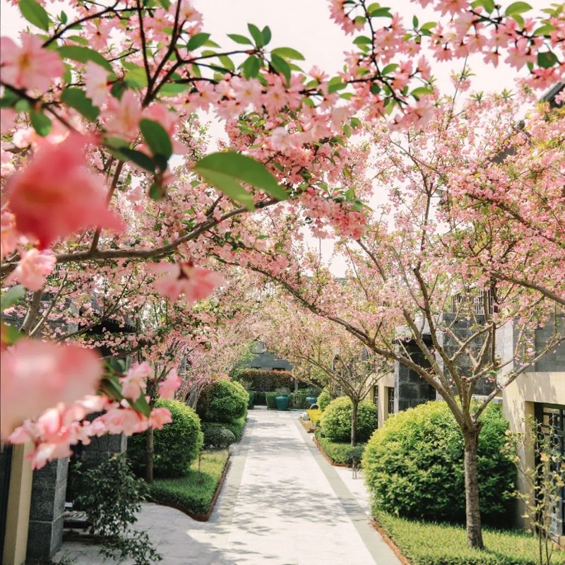 【YT】3天2晚丨丽江金林温德姆至尊豪廷全别墅度假酒店丨静谧庭院+丽江古城导览图