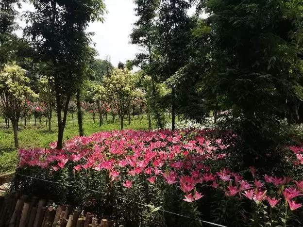 国际慢城太寺垭森林公园