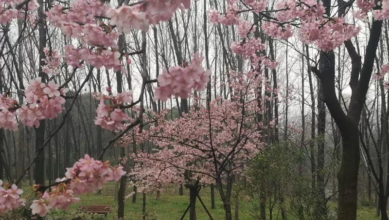 万里城中心花园图片