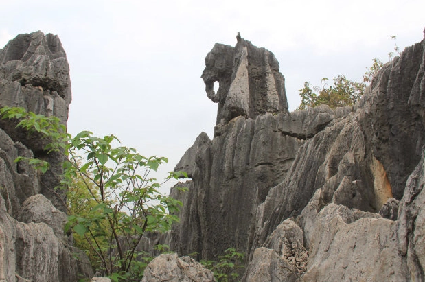 石林风景区-双鸟渡食图片