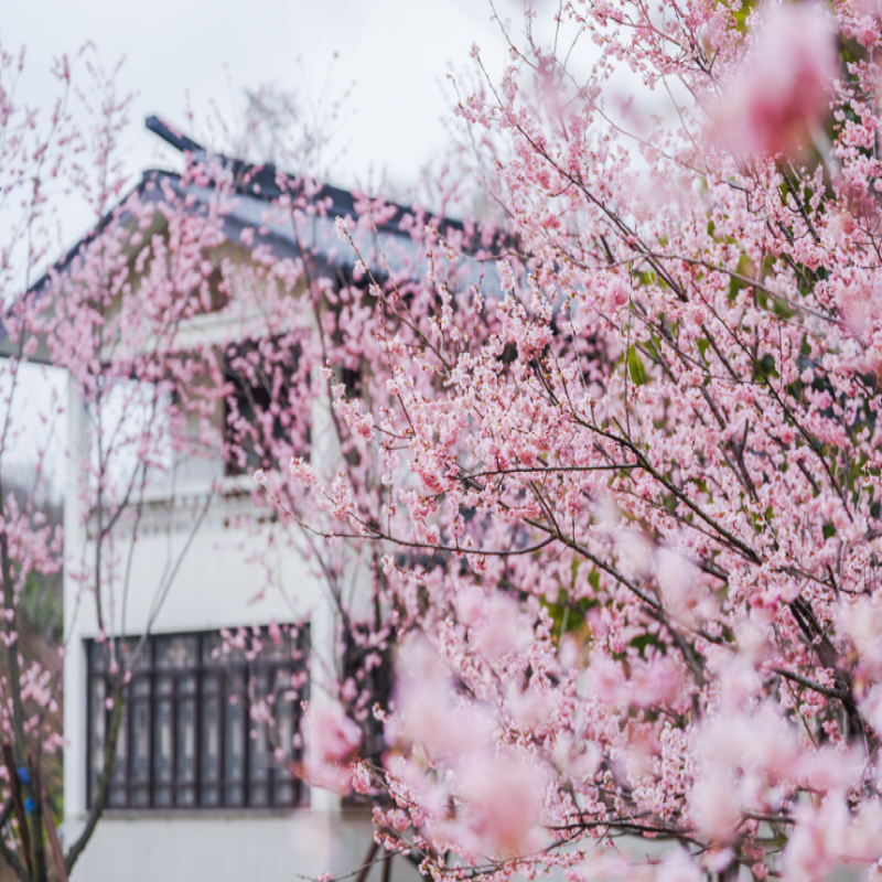 元旦春节假期可定 无锡自由行1-5日 无锡东亭希尔顿欢朋酒店 4天3晚 可选酒店