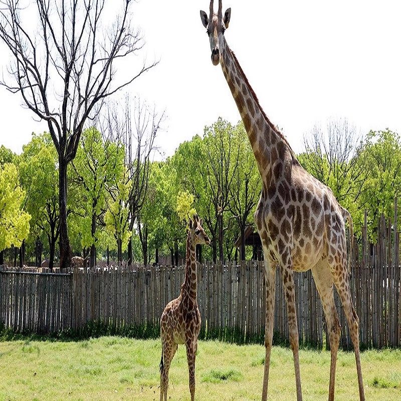 上海野生动物园一日门票+华舒·逸酒店双人/亲子+双早套餐