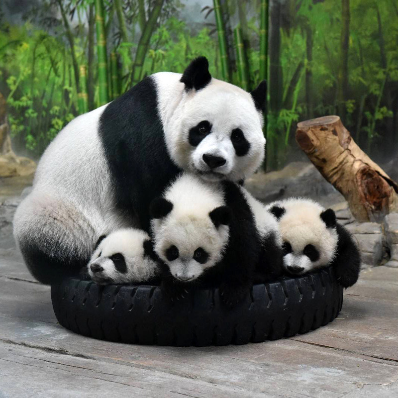 寒假可订【亲子套票】广州长隆熊猫酒店3天2晚套餐长隆野生动物园马戏门票