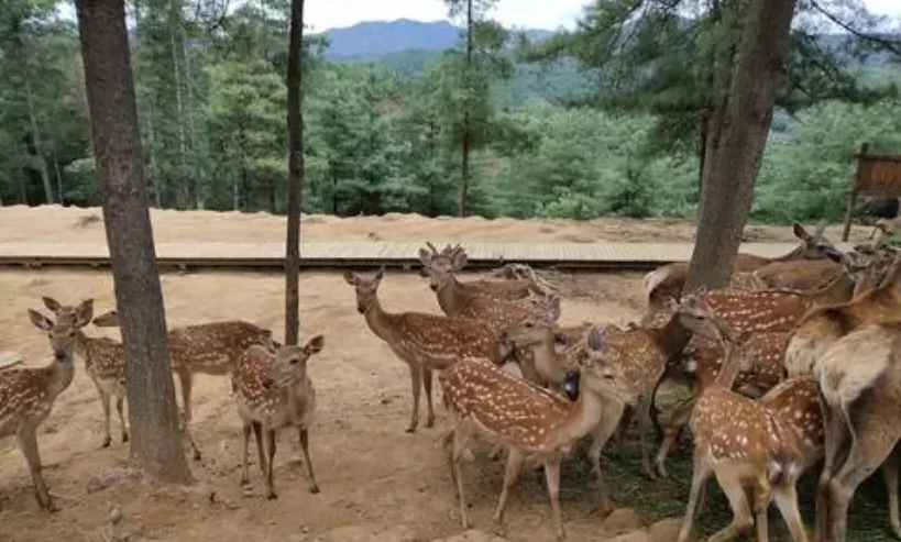 梅花鹿区图片