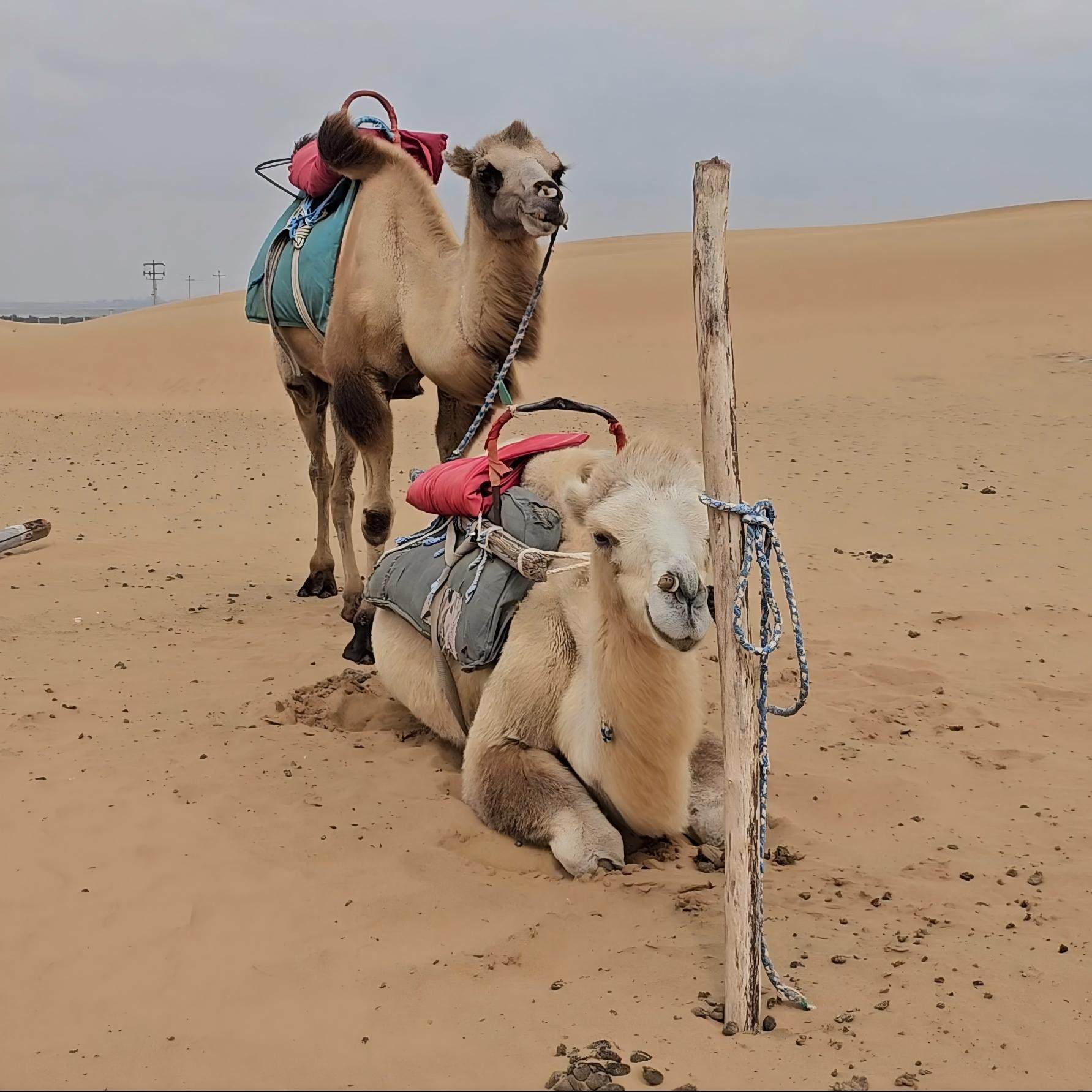 中卫沙漠中观星民宿住宿+腾格里景区门票 - 定制游预订
