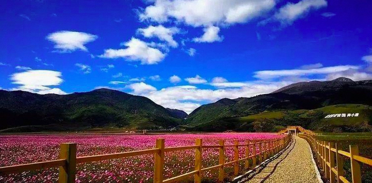 藏巴拉花海