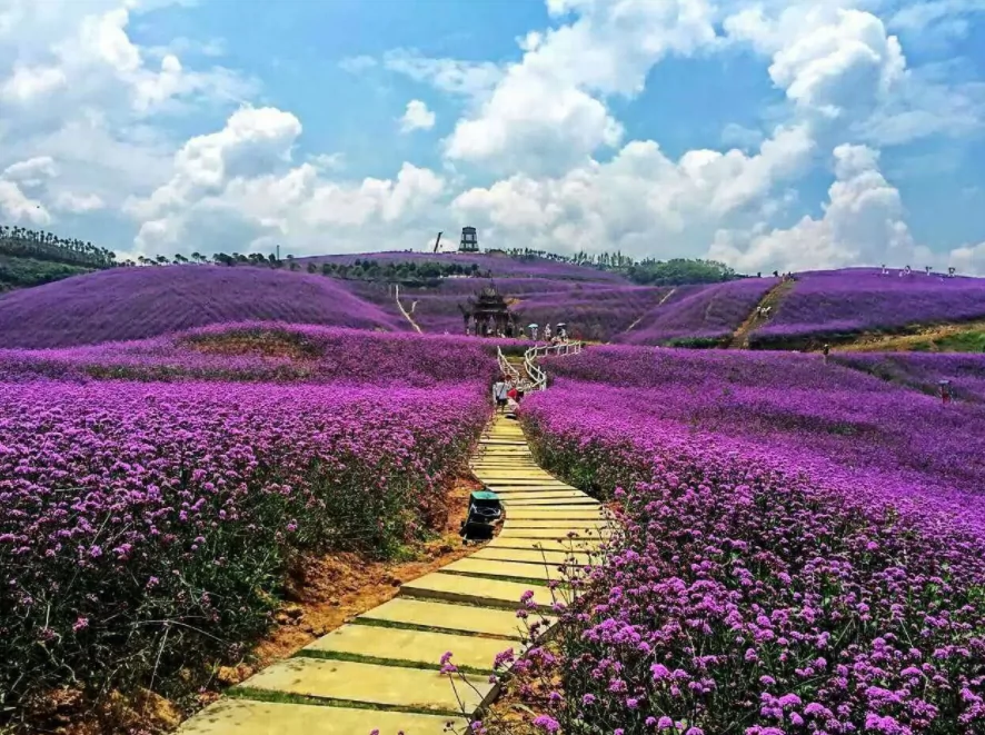 荪湖花海