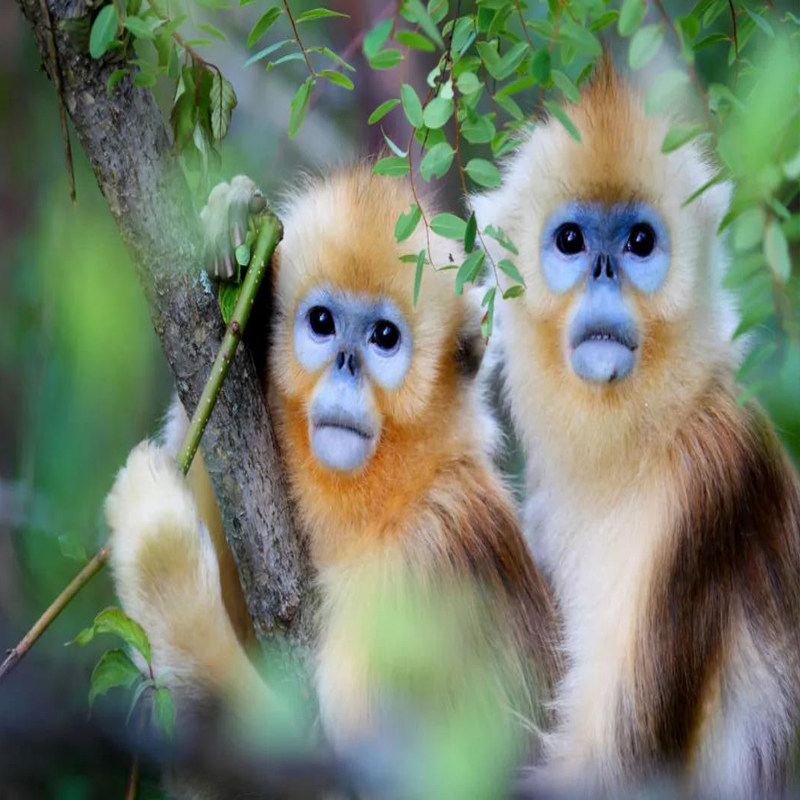 『私家包车游|武汉+宜昌三峡+神农架+大九湖全景大环线5日游』