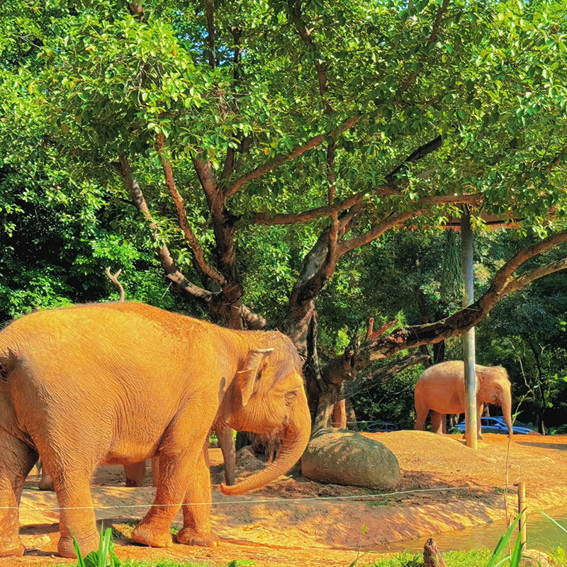 高铁出发广东广州珠海8天7晚深圳自由行 - 定制游预订