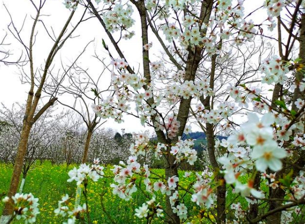 沐川天适樱花园图片