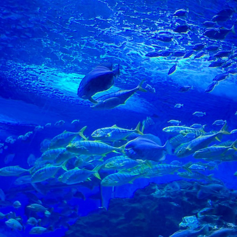 【京津冀自由行】天津极地海洋世界酒店+海洋公园多套餐