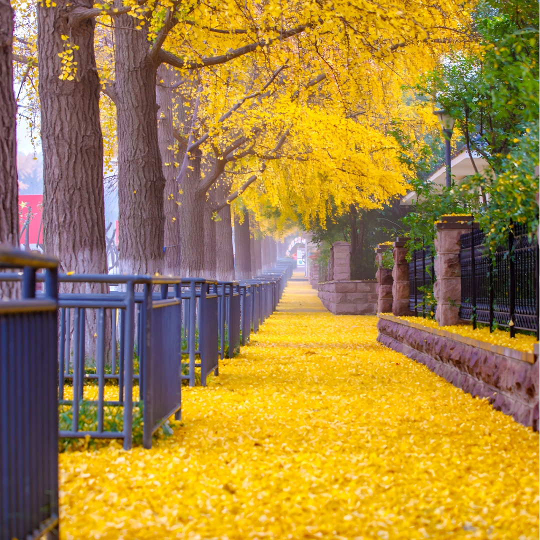 徐州市区品牌酒店住宿+龟山汉墓成人票