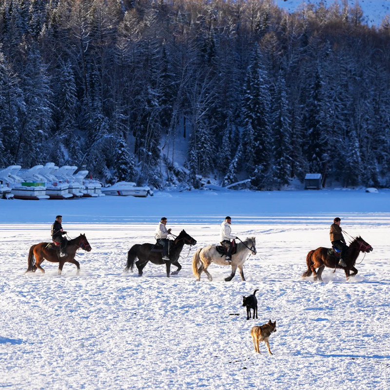 【大七座阿勒泰起止】新疆旅游喀纳斯白哈巴禾木5天4日跟团游旅拍 - 定制游预订