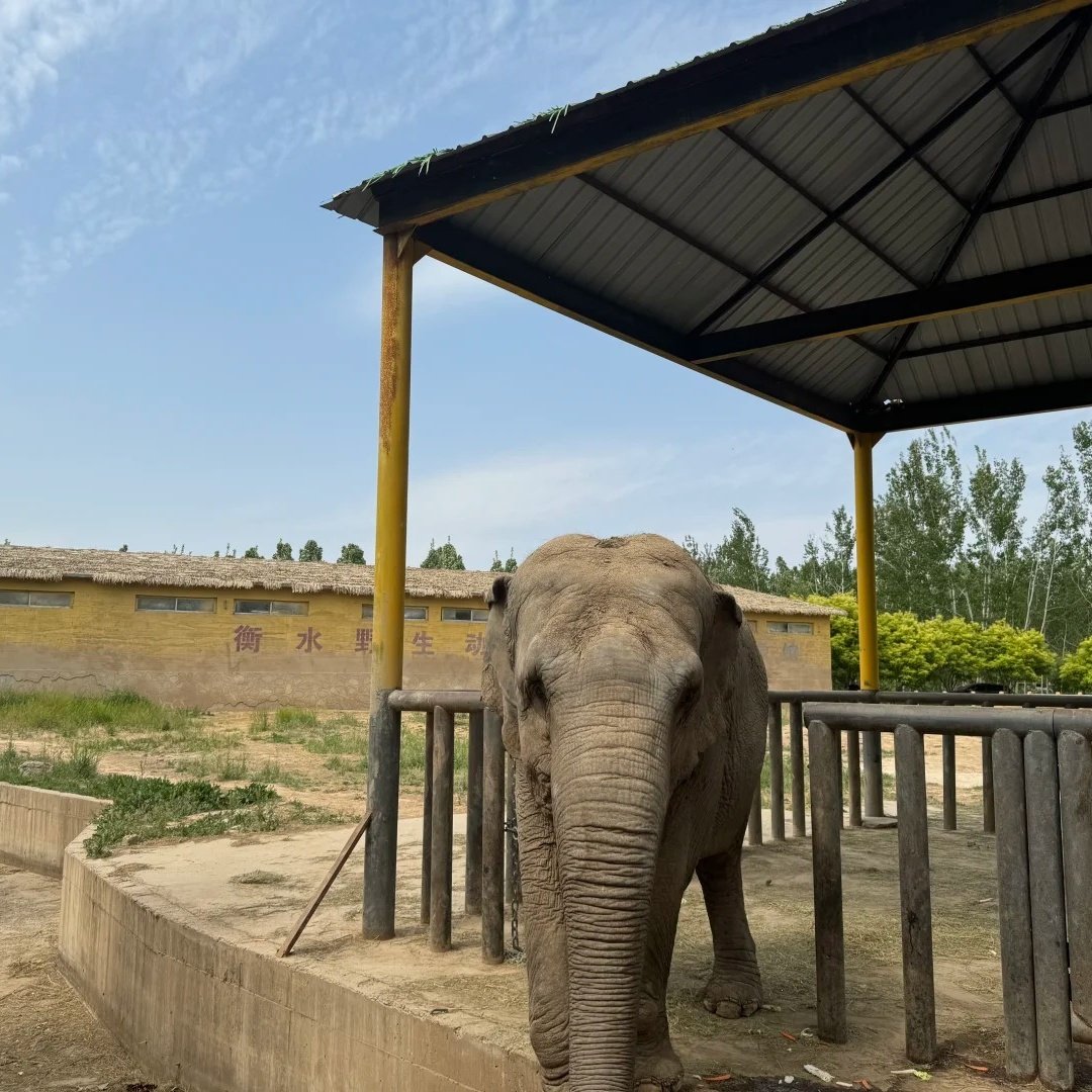 维也纳3好酒店(武邑中学店)住宿+衡水野生动物园成人门票 - 定制游预订