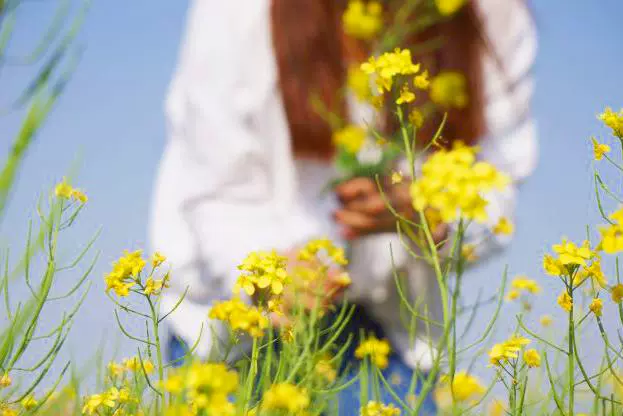 西双塘油菜花海图片