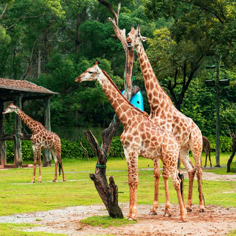 【度假旅游】广州酒店景区门票亲子家庭度假出游景酒套餐 - 定制游预订