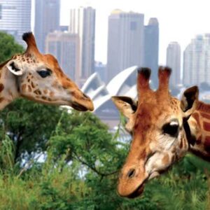 
[Taronga Zoo-Big ticket + round trip ferry] Quick ticketing Sydney Taronga Zoo ticket + Fantasea round trip ferry ticket