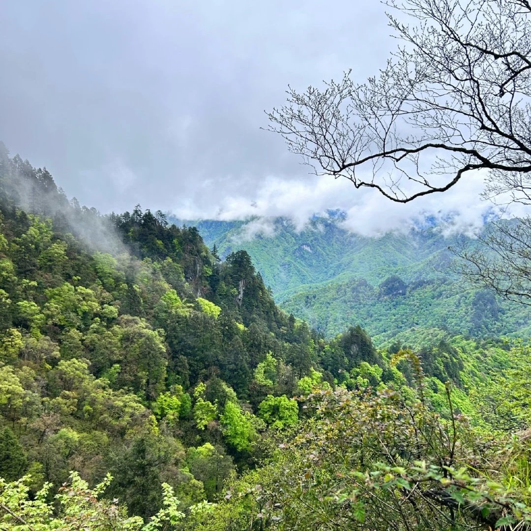 唐家河国际大酒店住宿+唐家河国家级自然保护区成人门票