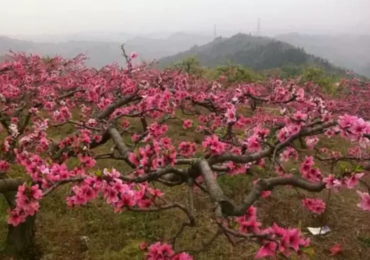 十里桃花观赏采摘点图片