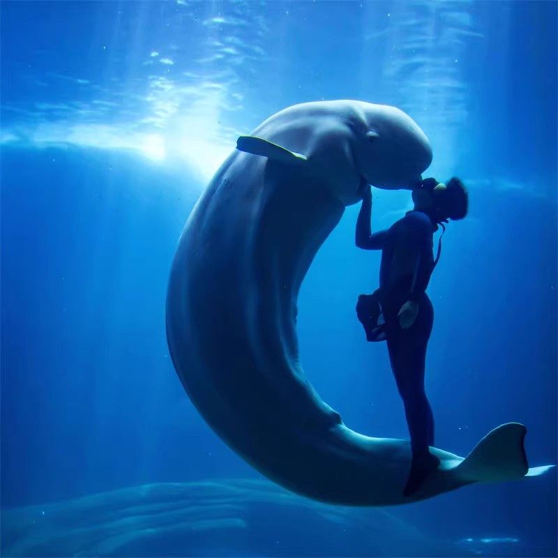 浙江杭州2天1晚 杭州御湘湖度假酒店+长乔极地海洋世界 - 定制游预订