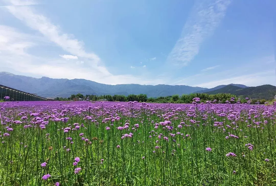 武功山花涧里图片