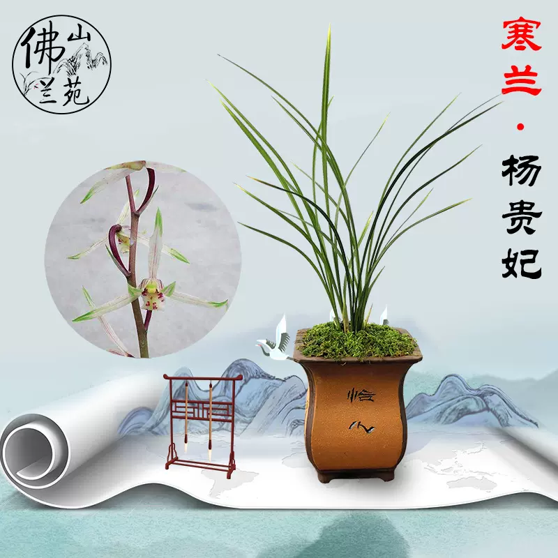 佛山蘭苑蘭花寒蘭楊貴妃花藝雙全至尊色花綠植盆栽 金荷