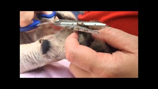 什么是狗狗脚垫角化过度 为什么会这样 美优享 美丽优品分享好站 优品情报站