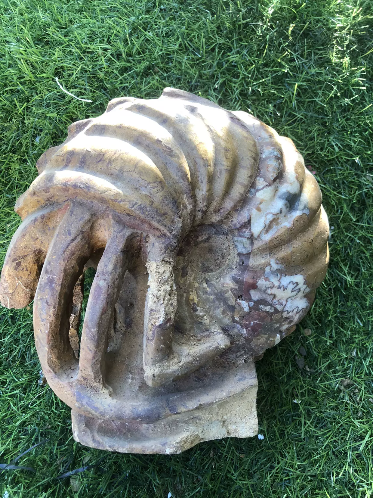 触手叶菊石螺化石天然黄金触爪螺化石叶菊石螺摆件22cm,7斤-Taobao