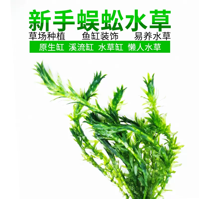 蜈蚣水草魚缸水族箱造景中後景淡水高植物新手入門級