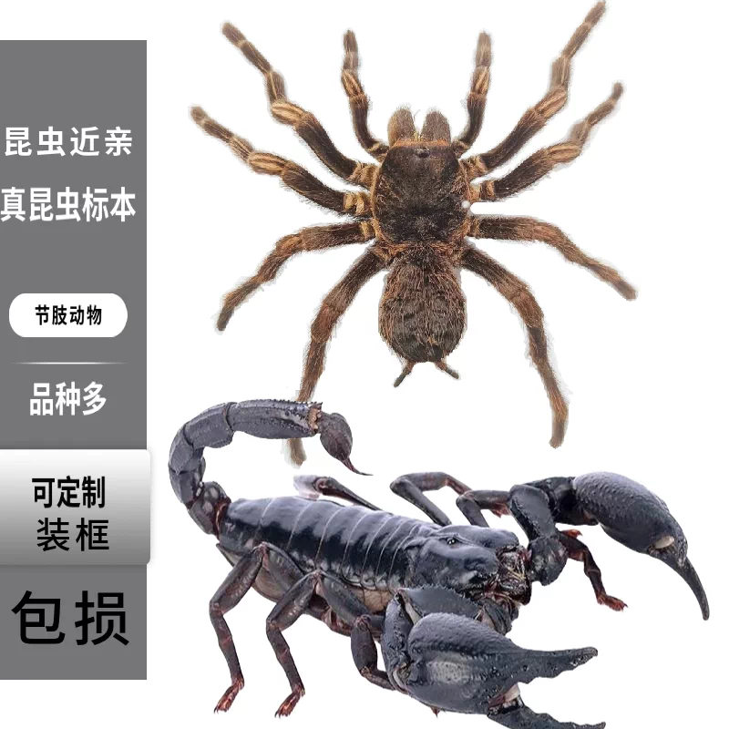 蜘蛛 さそり 蝶 標本 強かっ