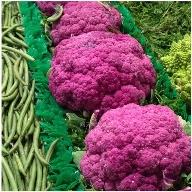 蔬菜種子西蘭花種子紫色花椰菜種子花菜菜花種籽有機西藍色