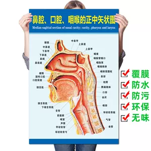 口腔解剖图- Top 1000件口腔解剖图- 2024年6月更新- Taobao