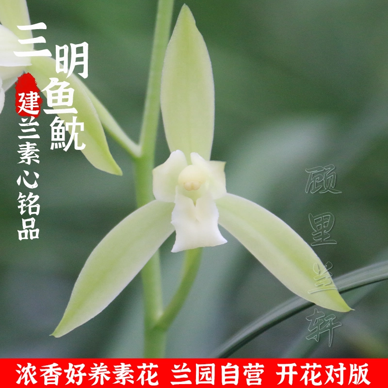 花卉圖3 22290」蝴蝶兰花谢之后的花梗育苗，高芽苗/侧芽苗多久可以开花