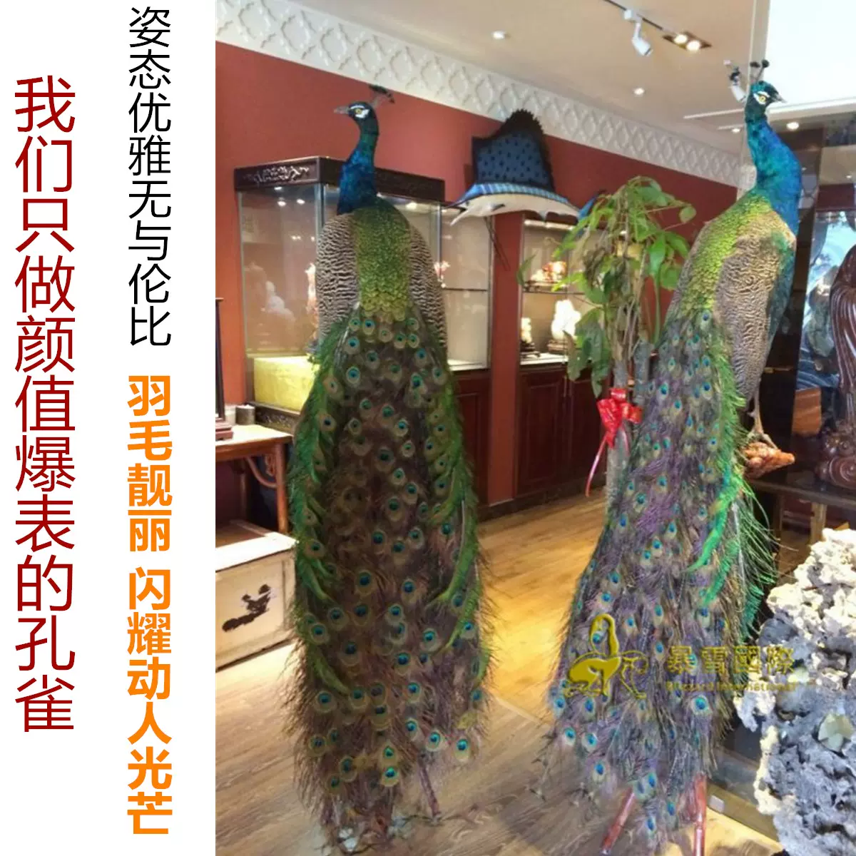 孔雀标本根雕摆件蓝色孔雀白色孔雀工艺品收藏品礼品鸟类动物