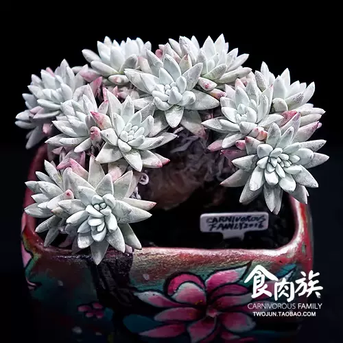 食肉族进口多肉植物稀少野生仙女杯白菊老桩群生一物一